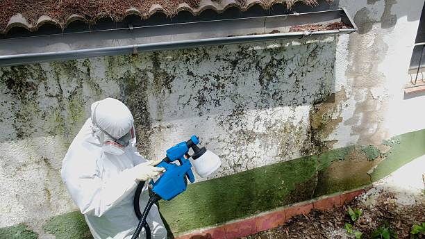 Trusted Basement Mold Remediation service in Dresher, PA - Cheap Mold Removal